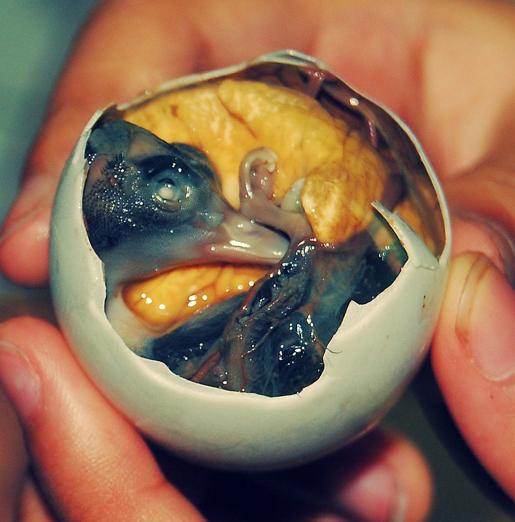 Balut is a developing egg that ASMRers eat. 