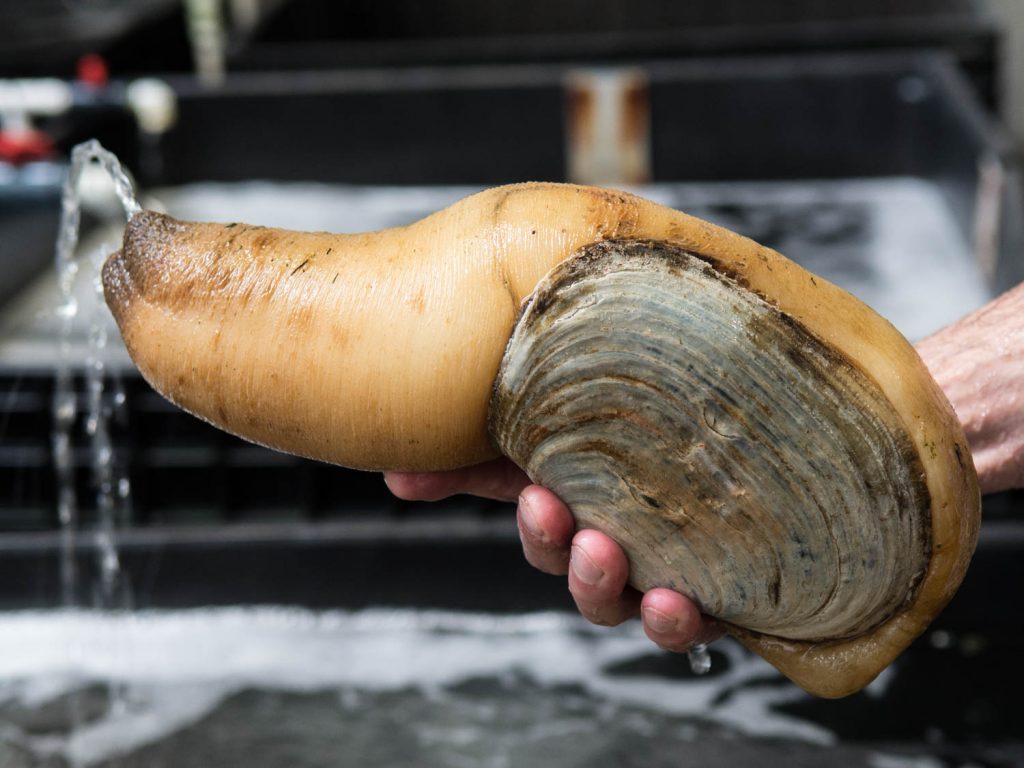 Geoduck is eaten by ASMRers