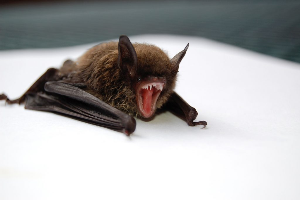 Corona Virus is another side effect of eating nasty bats. 