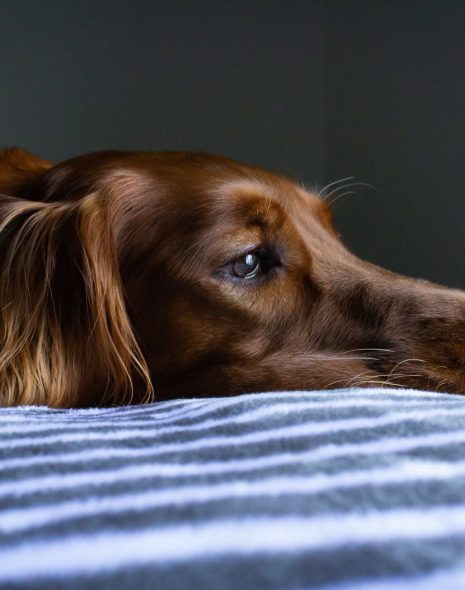 10 essentials for calm mind during covid-19